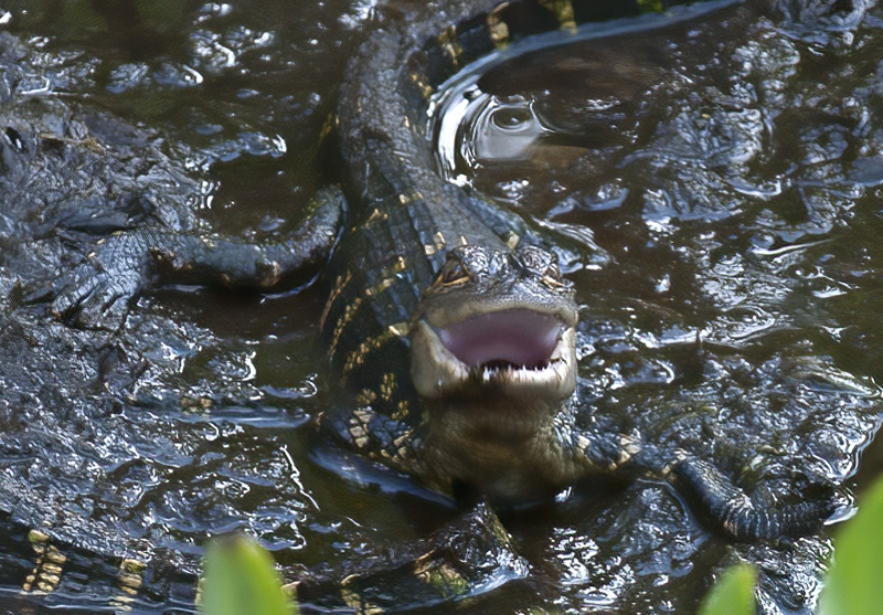 American_Alligator_09_FL_010