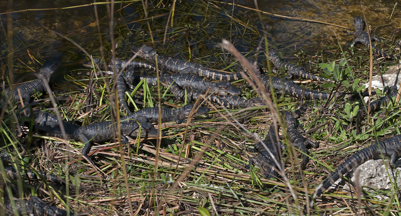 American_Alligator_09_FL_019