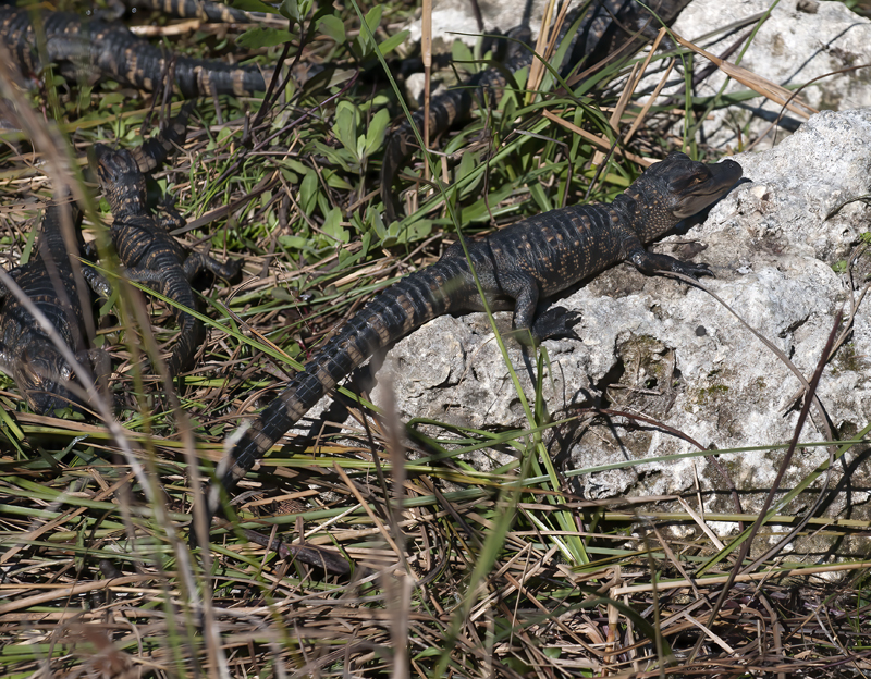 American_Alligator_09_FL_020