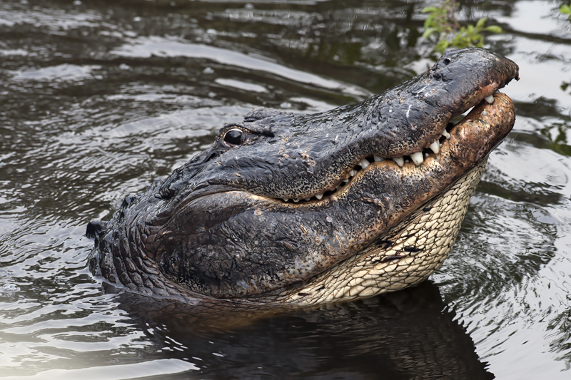 American_Alligator_09_FL_057