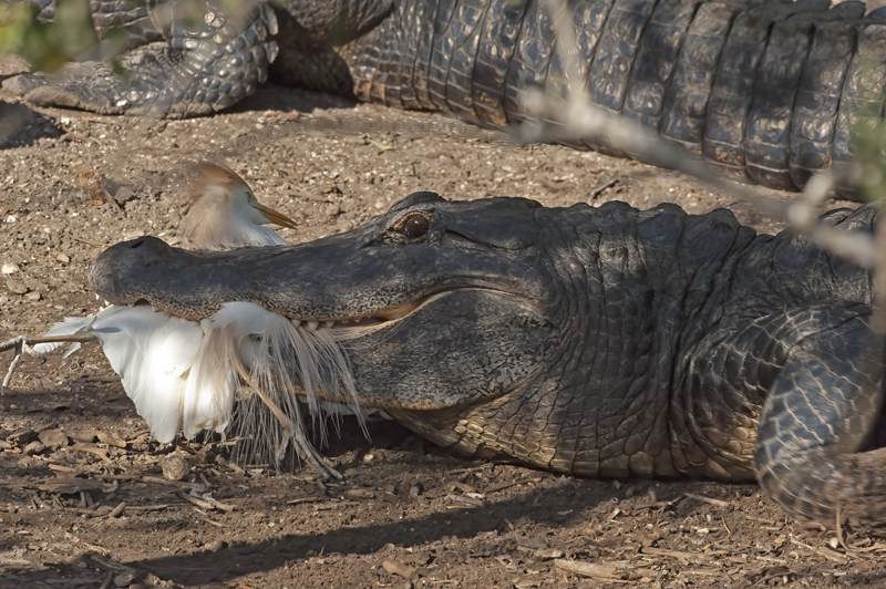 American_Alligator_09_FL_062
