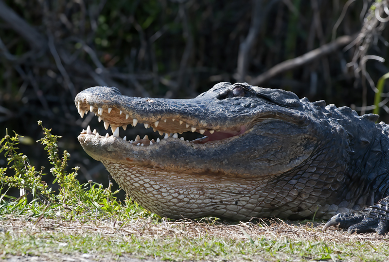 American_Alligator_10_FL_035