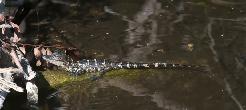 American_Alligator_10_FL_046
