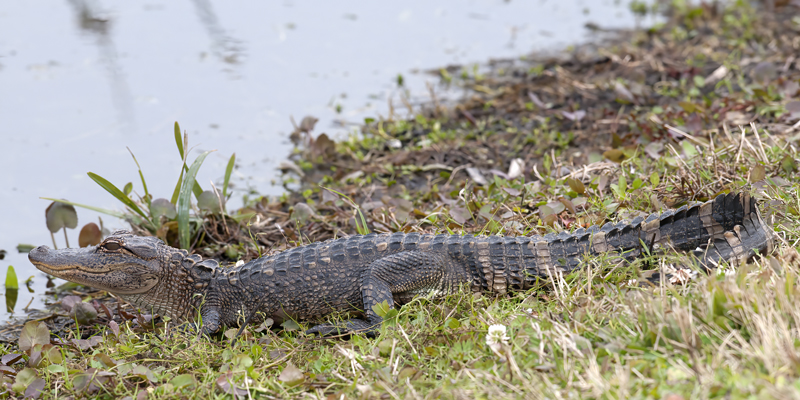 American_Alligator_10_FL_052