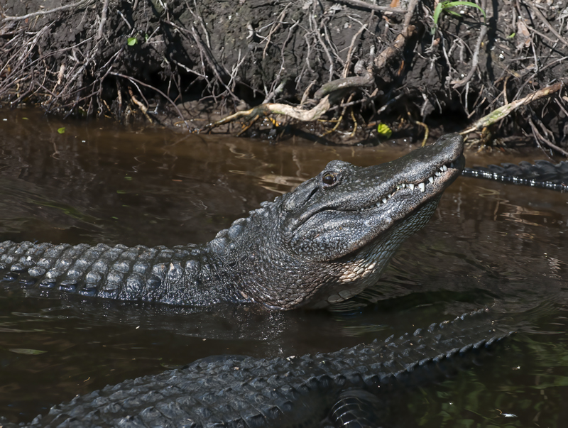 American_Alligator_10_FL_091
