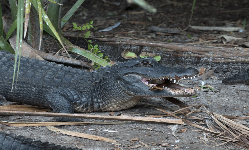 American_Alligator_10_FL_094