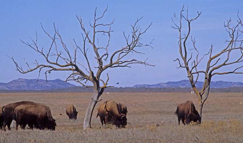 American_Bison_86_OK_002