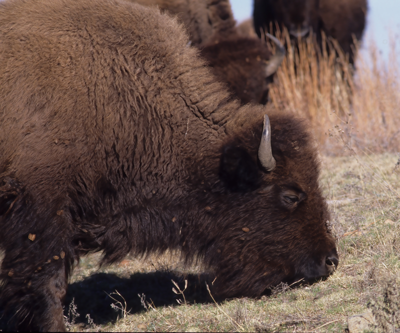 American_Bison_86_OK_003