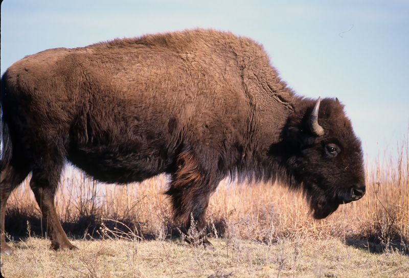 American_Bison_86_OK_004