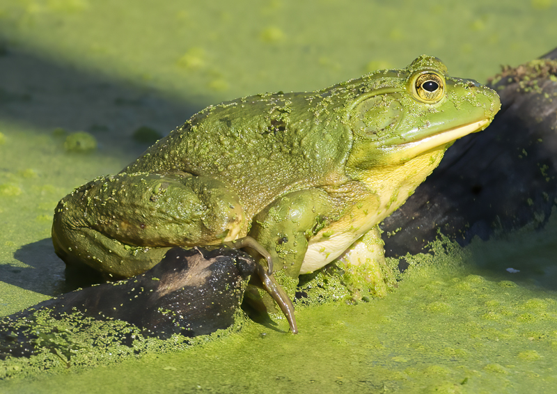 American_Bullfrog_15_MI_009