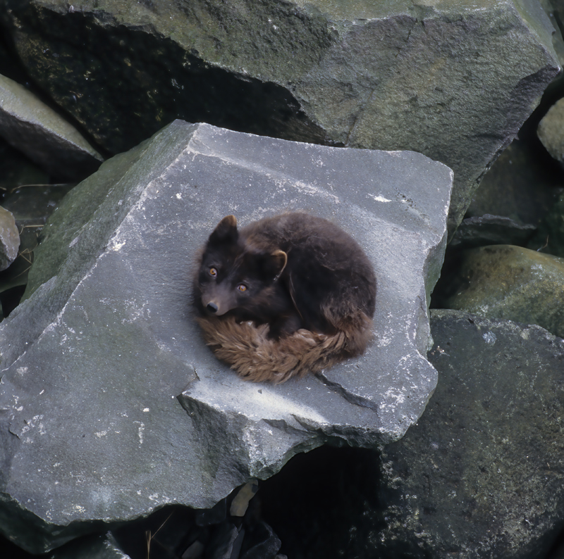 Arctic_Fox_98_AK_004