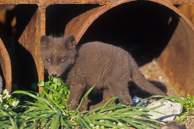 Arctic_Fox_98_AK_007