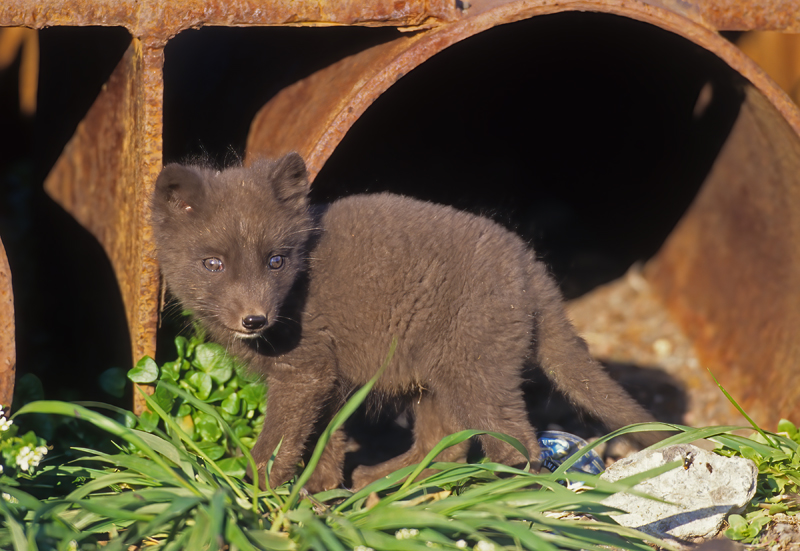 Arctic_Fox_98_AK_009