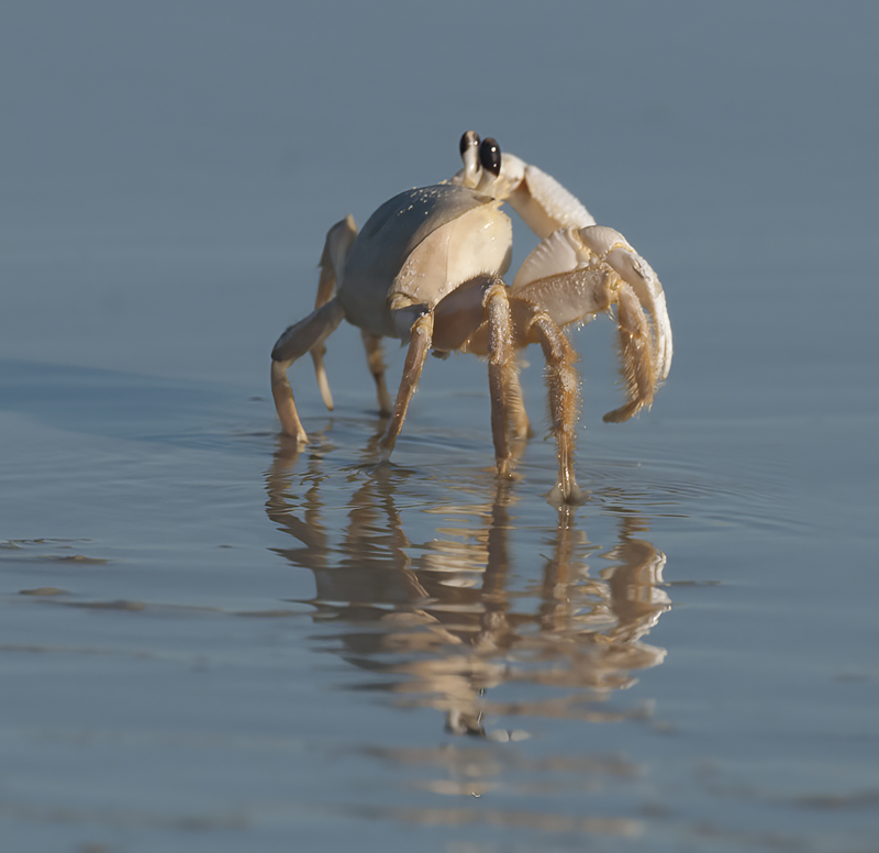 Atlantic_Ghost_Crab_09_FL_005