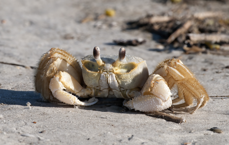 Atlantic_Ghost_Crab_09_FL_016