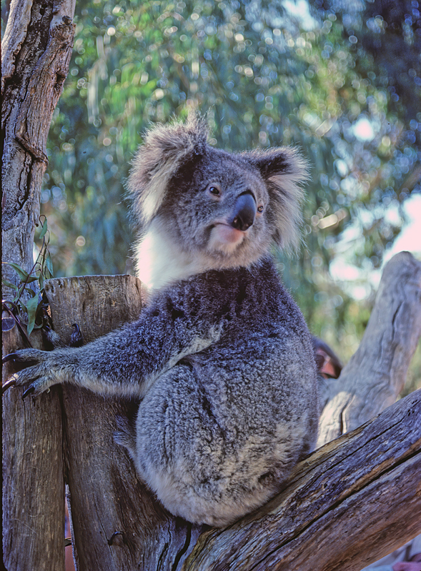 Australia_95_001