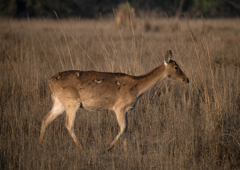 Barasingha_25_India_012
