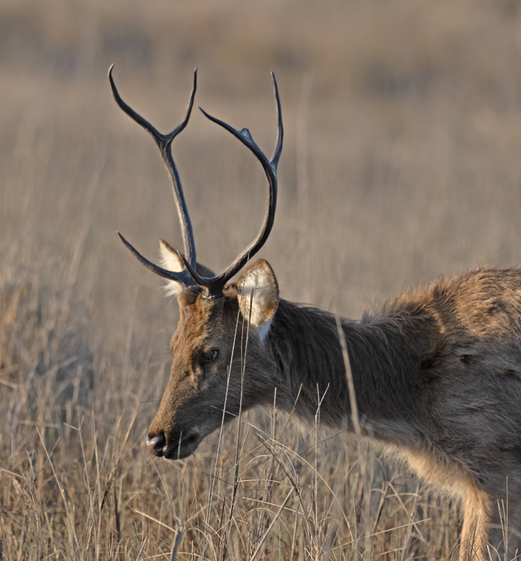 Barasingha_25_India_024