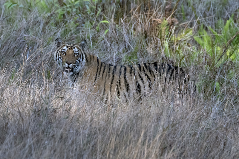 Bengal_Tiger_25_India_221