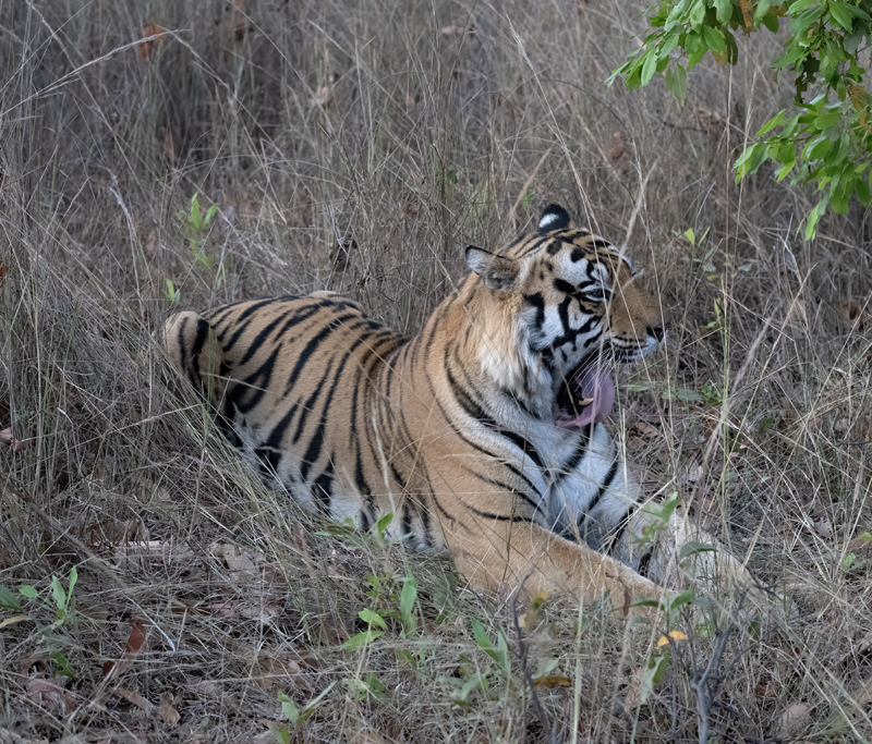 Bengal_Tiger_25_India_256