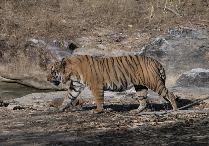 Bengal_Tiger_25_India_341