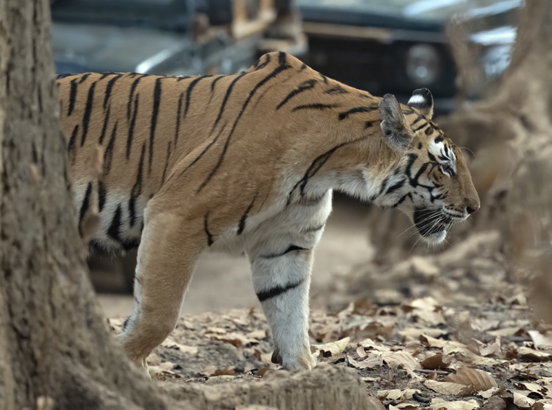 Bengal_Tiger_25_India_393