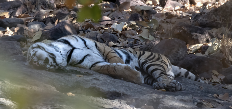 Bengal_Tiger_25_India_432