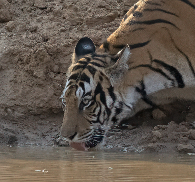 Bengal_Tiger_25_India_528