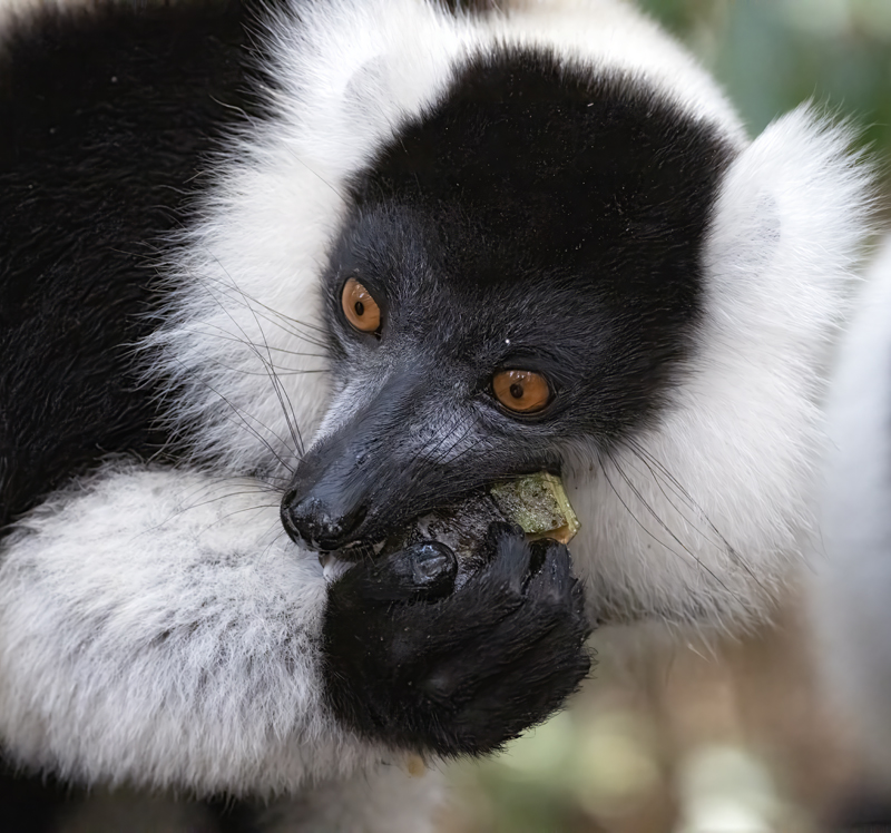 Black-and-white_Ruffed_Lemur_24_Madagascar_079