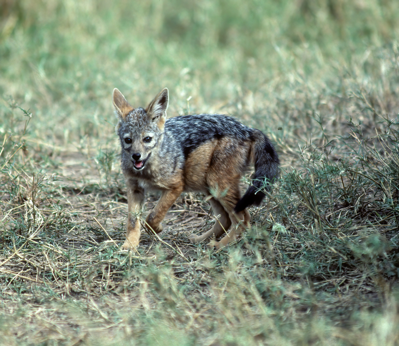 Black-backed_Jackal_90_Kenya_002