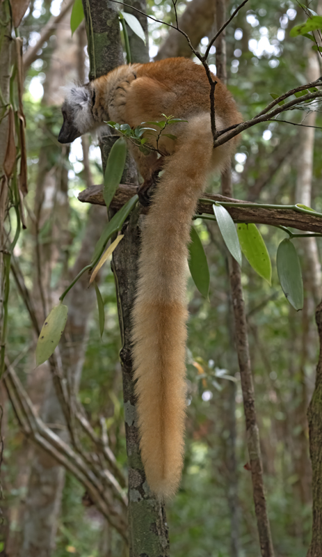 Black_Lemur_24_Madagascar_002