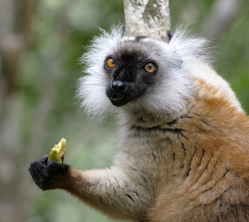 Black_Lemur_24_Madagascar_008