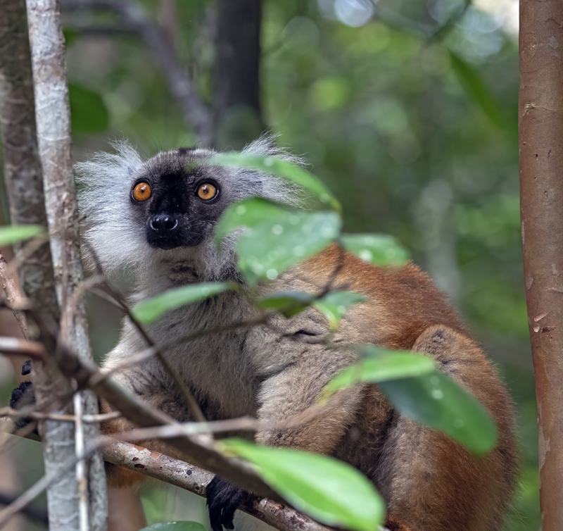 Black_Lemur_24_Madagascar_013