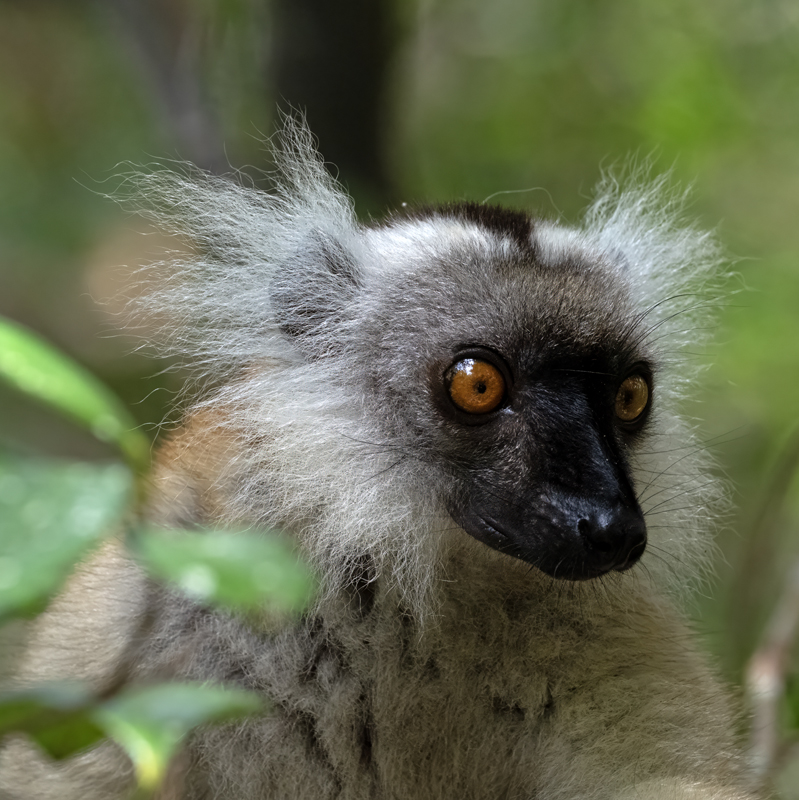 Black_Lemur_24_Madagascar_019