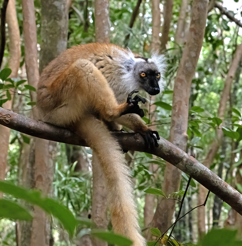 Black_Lemur_24_Madagascar_043