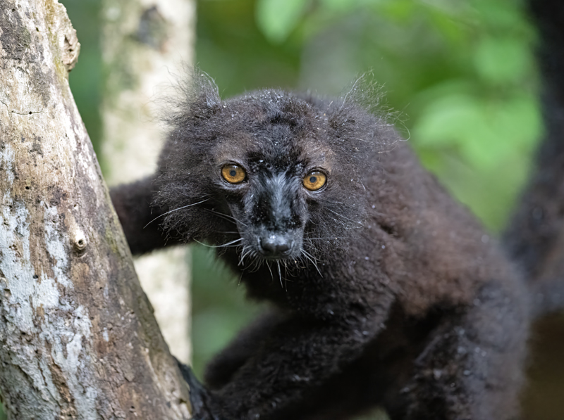 Black_Lemur_24_Madagascar_132