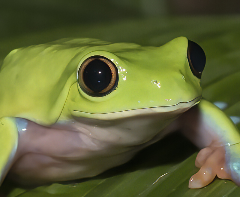 Blue-sided_Leaf_Frog_18_Costa_Rica_004