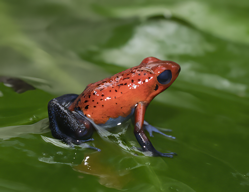 Blue_Jeans_Poison_Dart_Frog_18_Costa_Rica_026