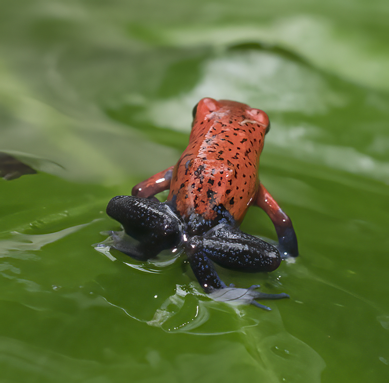 Blue_Jeans_Poison_Dart_Frog_18_Costa_Rica_027