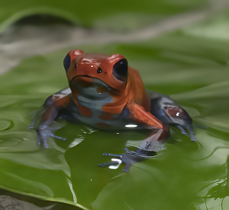 Blue_Jeans_Poison_Dart_Frog_18_Costa_Rica_031