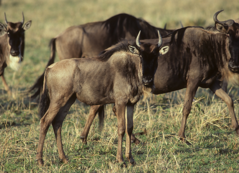 Blue_Wildebeest_90_Kenya_003