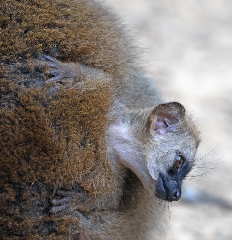 Brown_Lemur_24_Madagascar_037