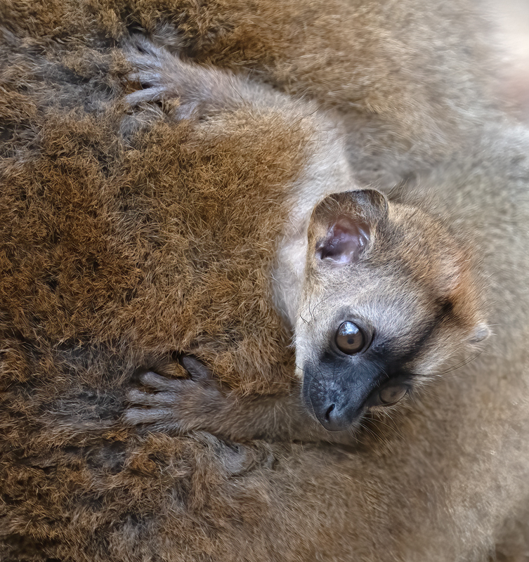 Brown_Lemur_24_Madagascar_043
