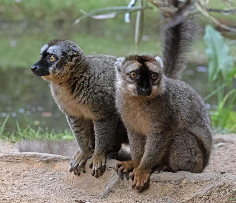 Brown_Lemur_24_Madagascar_128