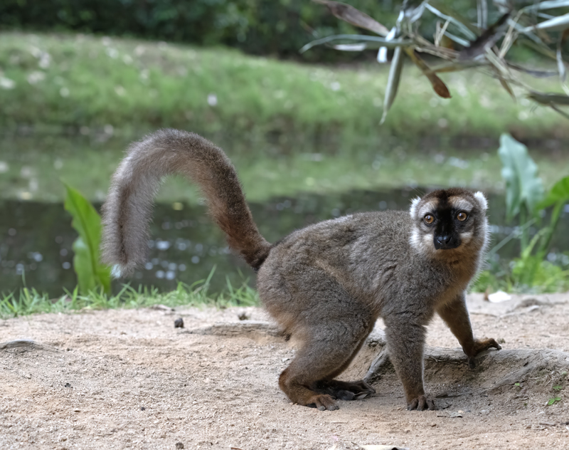 Brown_Lemur_24_Madagascar_137