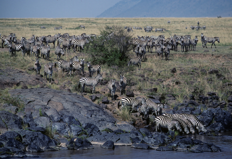 Burchells_Zebra_90_Kenya_007