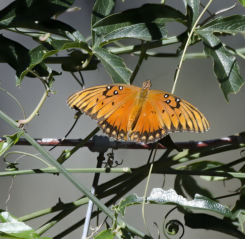Butterfly_AZ_14_001