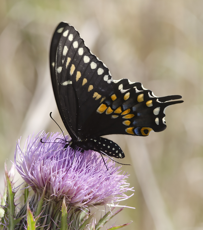 Butterfly_CA_11_009