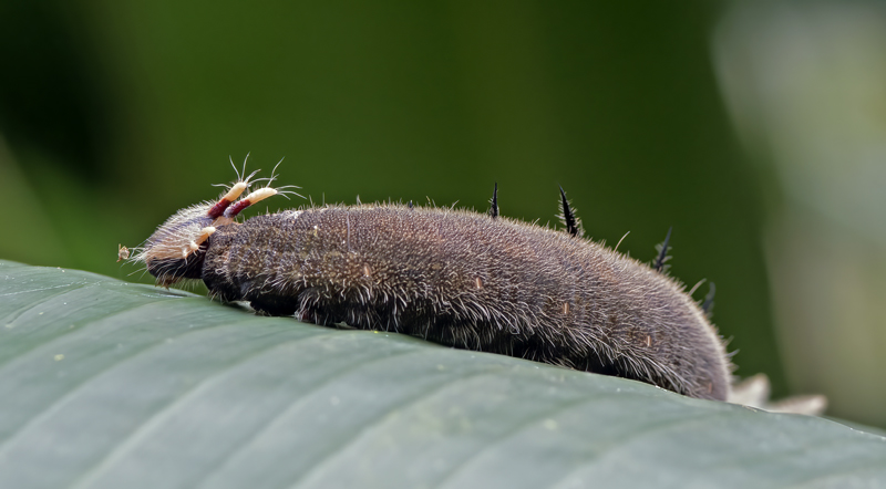 Butterfly_Catterpillar_17_Costa_Rica_016