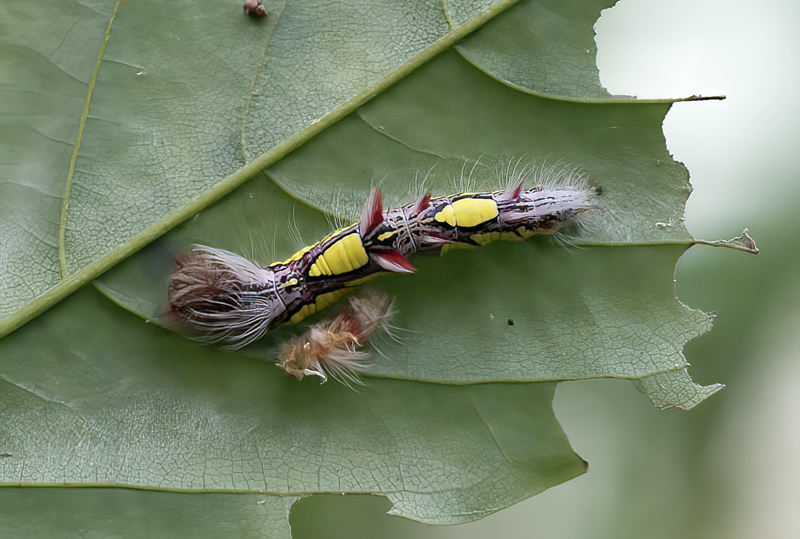 Butterfly_Catterpillar_17_Costa_Rica_021